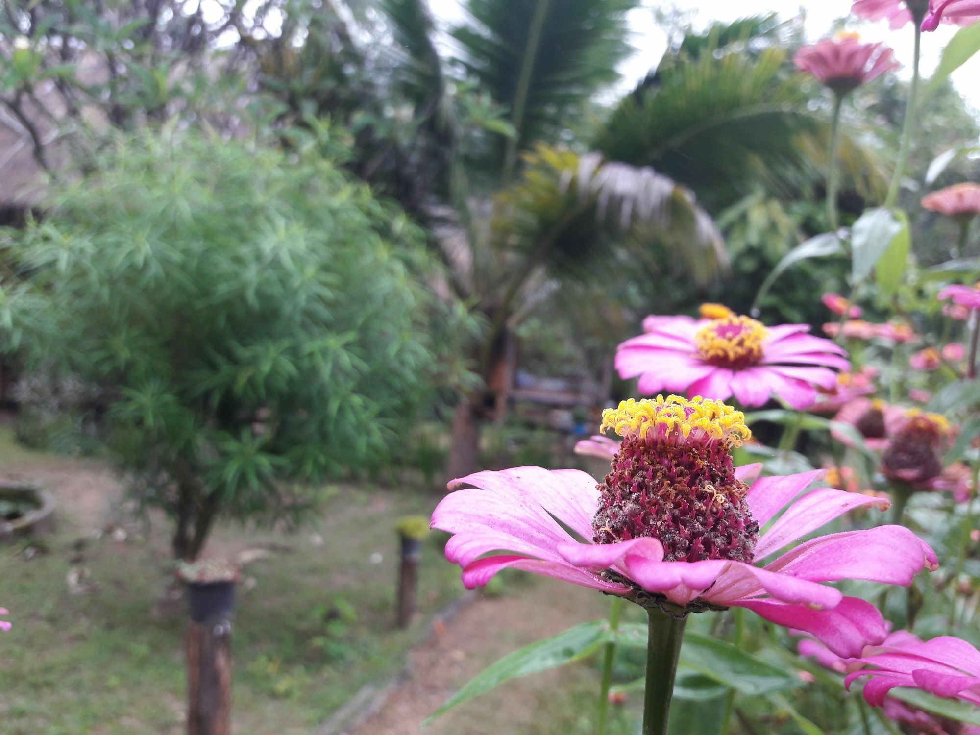 פאי Nusha Homestay מראה חיצוני תמונה